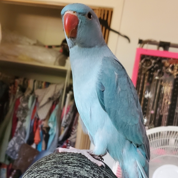 Meet your Posher, Wendy ..and My Babies.. - Picture 2 of 3